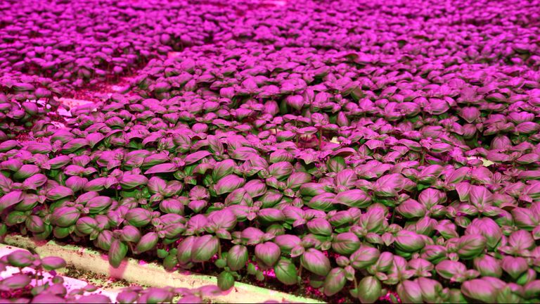 Basilicumplantjes in de groenteflat. (Foto: Karin Kamp)