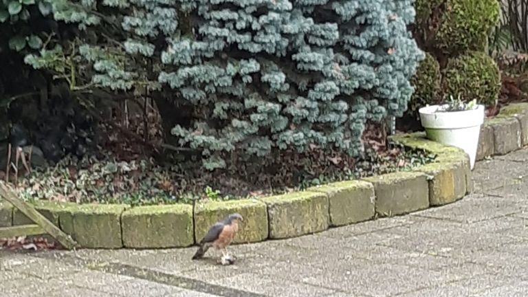 Een mannetje sperwer, vastgelegd door Toke de Vries.