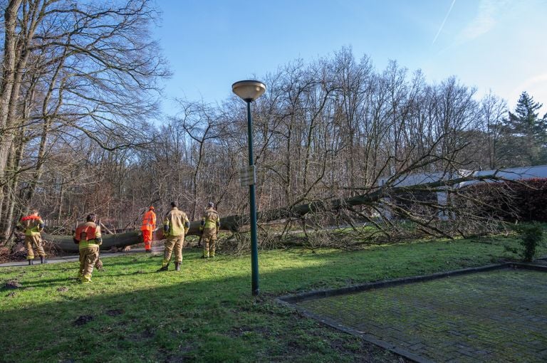 De boom blokkeerde een inrit van een huis in de Rouppe van der Voortlaan in Ulvenhout (foto: Tom van der Put/SQ Vision).