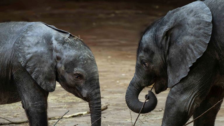 Het is altijd leuk om de jonge olifanten Ajabu en Mosi bezig te zien (foto: Beekse Bergen).