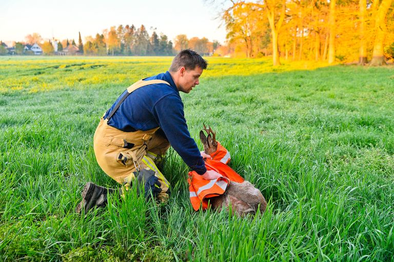 Het zicht van de ree is tijdens de bevrijding afgedekt zodat het dier rustig bleef. 