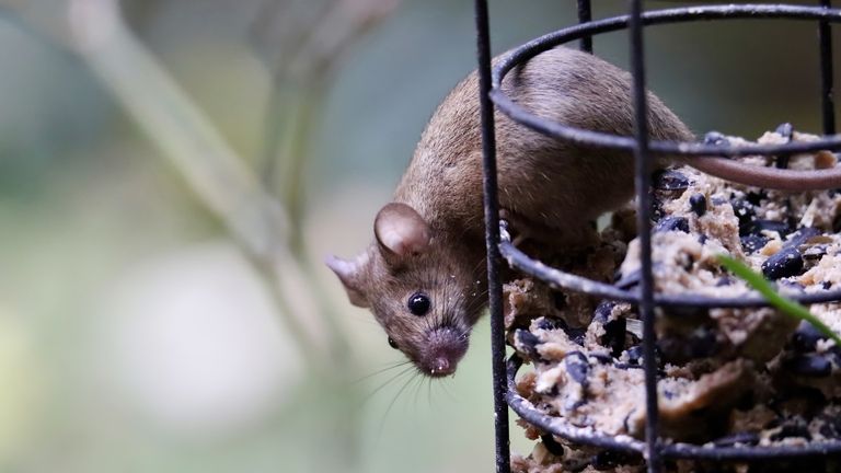 Een huismuis op vogelvoer (foto: Annette Meyer via Pixabay).