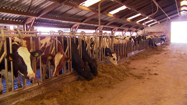 De koeien morgen over drie weken naar de nieuwe, emissieloze stal (Foto: Omroep Brabant).