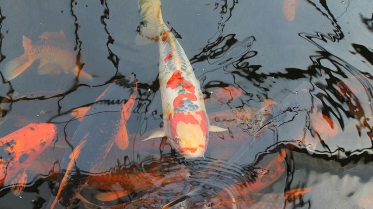 Een koi karper (foto: Pixabay).