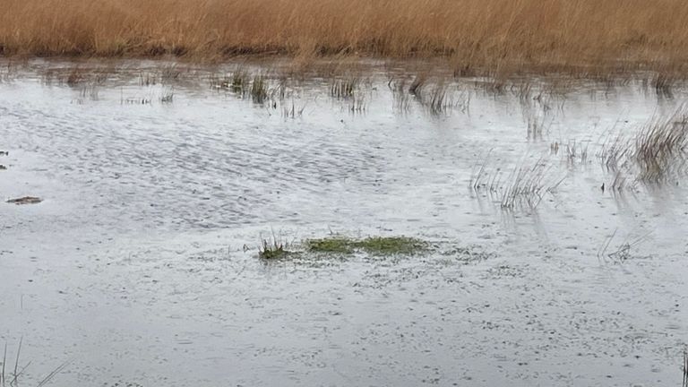 Er groeit weer volop veenmos in De Peel (foto: Imke van de Laar).