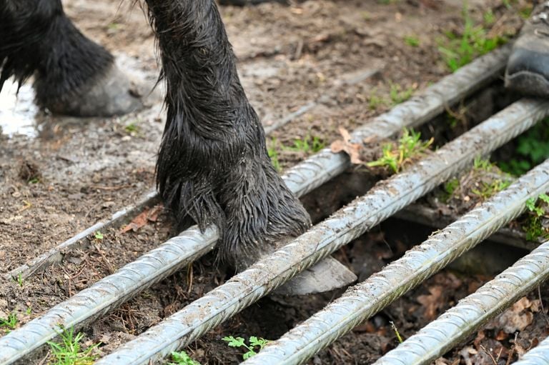 Het paard zat met een been klem in het wildrooster in de Belversebaan in Oisterwijk (foto: Toby de Kort/SQ Vision).