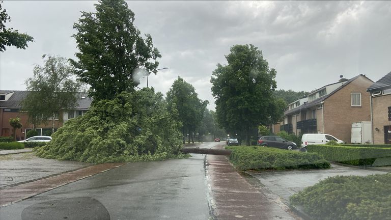 Boom omgevallen in Breugel (foto: Omroep Brabant).