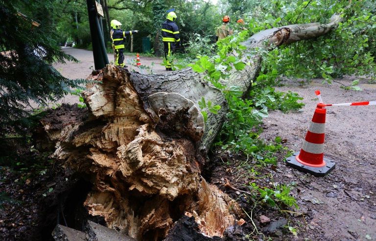 De omgevallen boom blokkeerde de weg in Haaren (foto: Bart Meesters).