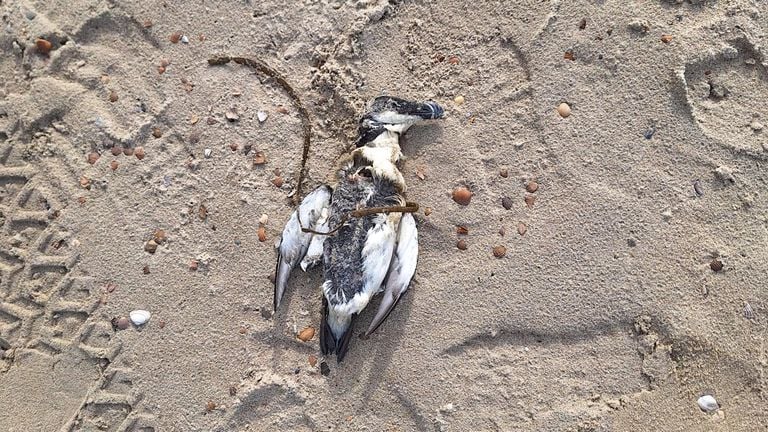 Stefan vond een dode vogel op het strand bij Renesse (foto Stefan van den Boom).