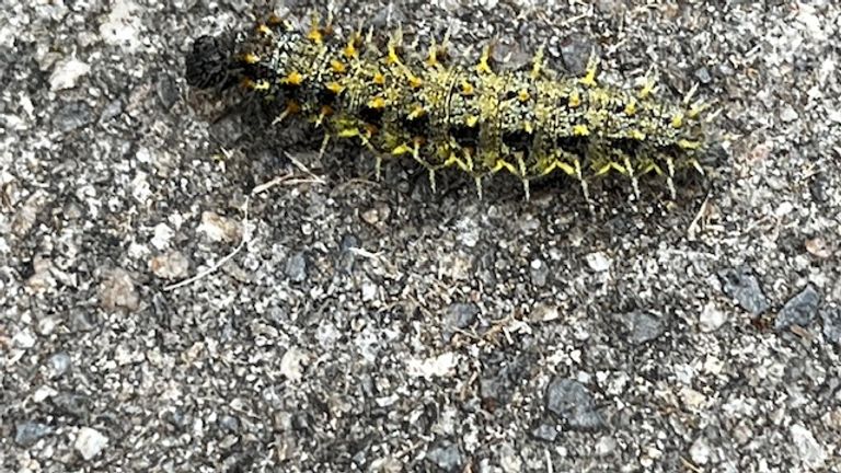 De rups van de dagvlinder atalanta (foto: Jennifer Batenburg).