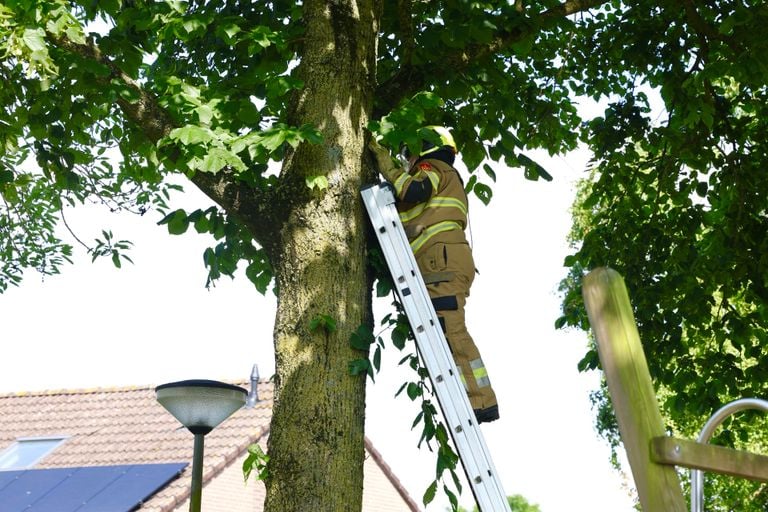 De brandweer probeerde de kat uit de boom in Boxtel te halen, maar het dier kroop steeds hoger de boom in (foto: Sander van Gils/SQ Vision).