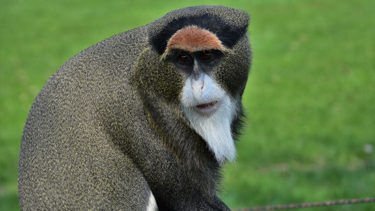 de brazzameerkat verhuist binnen de hekken van de dierentuin (foto: ZooParc Overloon)