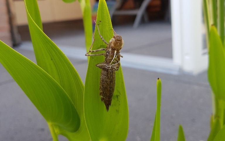 De larve van de grote keizerlibel (foto: Piet Lauwers).