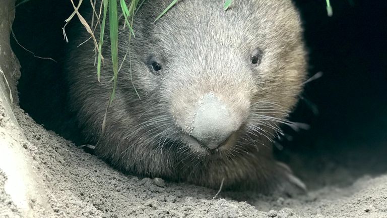 Wombats graven graag tunnels onder de grond (foto: BestZOO).