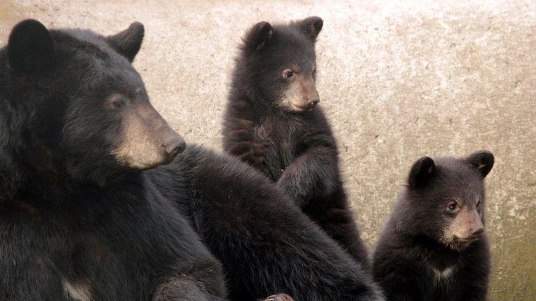 Foto: Dierenpark Zie-Zoo, Volkel