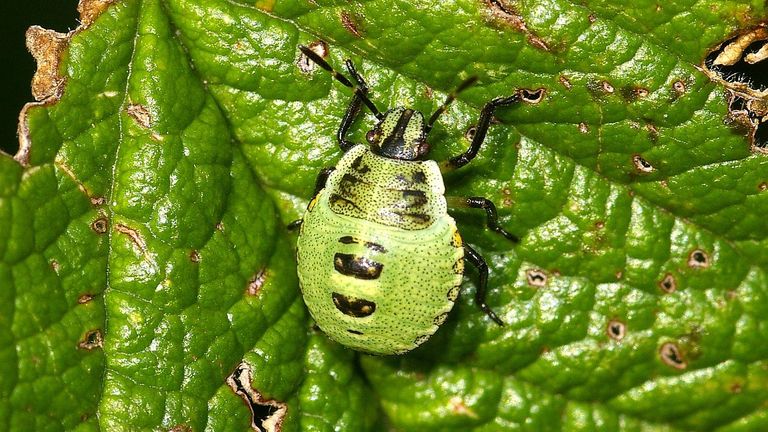 Een nymf van de groene stinkwants (foto: Sytske Dijksen).