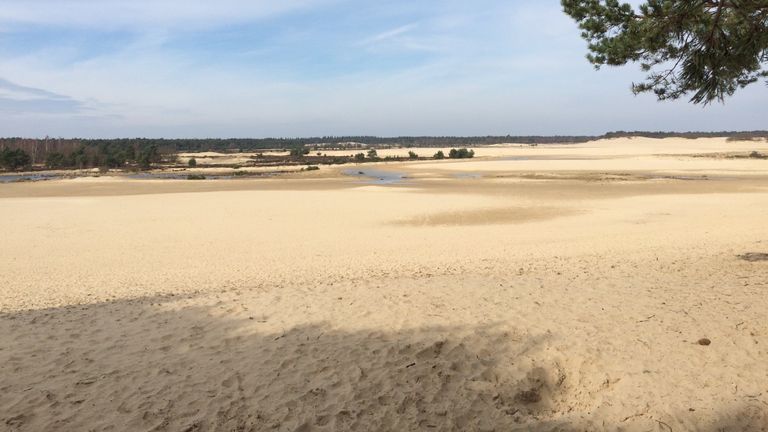 Zandvlakte in de 'Brabantse Sahara' (foto: Frans Kapteijns).