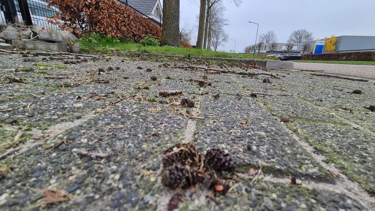 Rond de bomen liggen overal de door Richard zo gehate elzenpropjes (foto: Omroep Brabant).