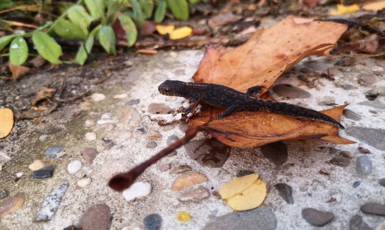 Een alpenwatersalamander (foto: Marian Vermeulen).