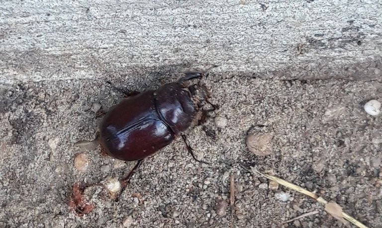 Het vrouwtje van een neushoornkever (foto: Annelies Erkelens).