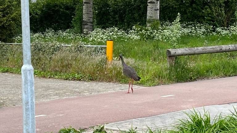 De zwarte ooievaar is met enige regelmaat te zien bij de Kampina  (foto: Joep Smulders).