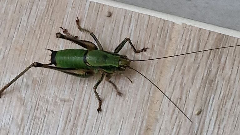 Een bergbramensprinkhaan (foto: Peter Nabben).