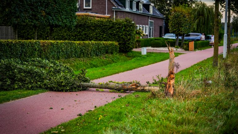 De afgebroken boom (foto: SQ Vision).