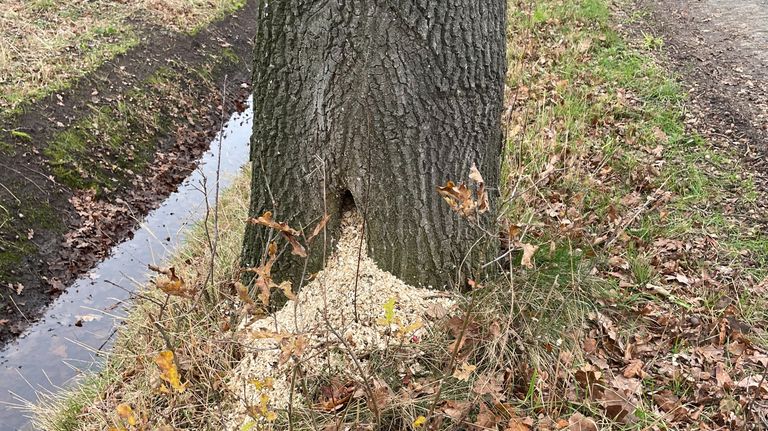 Veel houtsnippers in een waaiervorm aan de onderkant van een boom waar de ingang van een nest voor een bosmuis zit (foto: Jan Merks).