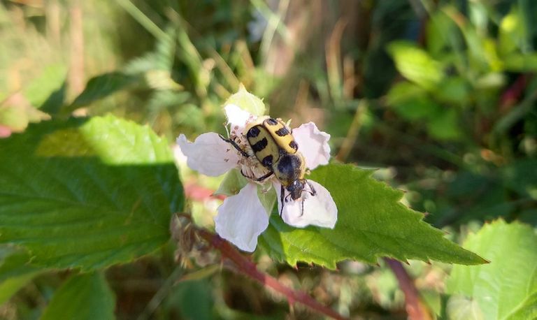 Penseelkever (foto: Nienke Verbeek)