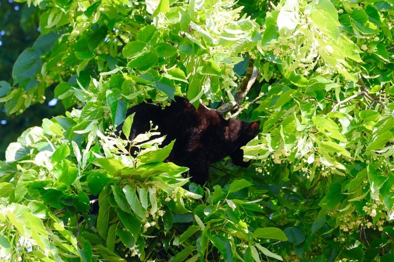 De kat bleef uit handen van de brandweer (foto: Sander van Gils/SQ Vision).