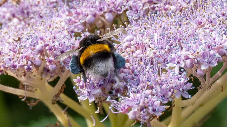 Een weidehommel met ogenschijnlijk blauwe pootjes (foto: Wilhelmien Marti).