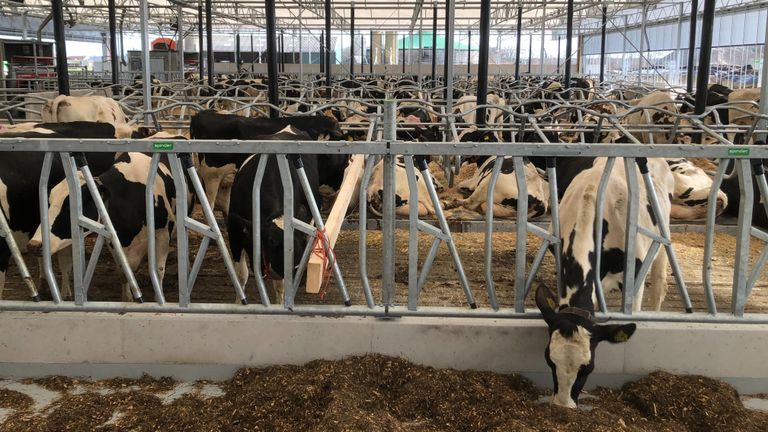 De koeien hebben meer ruimte in de nieuwe stal (foto: Alice van der Plas).