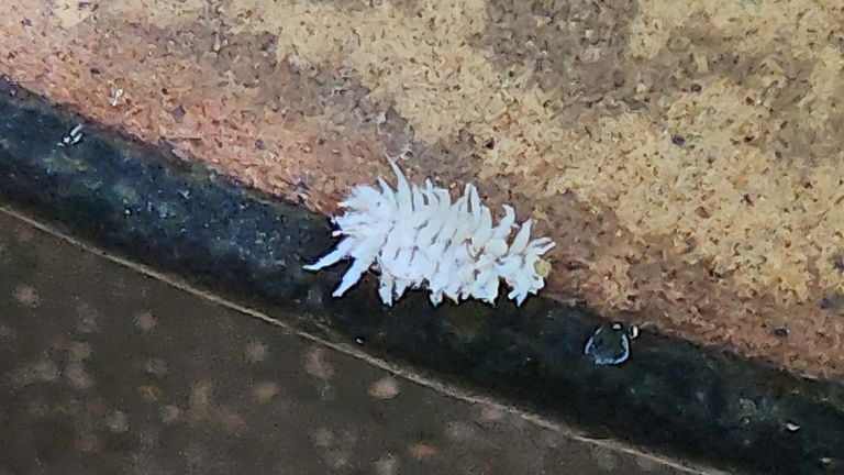 Een dwergkapoentje, larve klein lieveheersbeestje (foto: Peter Spijkerboer)