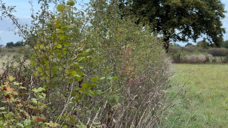 Een van de nieuwe Maasheggen (foto: Lars van Peij). 