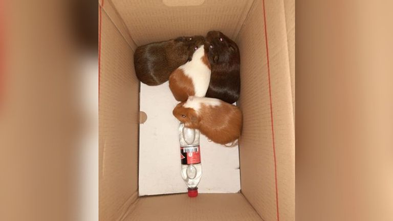 De cavia's werden in twee boxen gehuisvest, waarbij de mannetjes en vrouwtjes gescheiden waren.  (Foto: Dierenambulance Noordoost-Brabant)