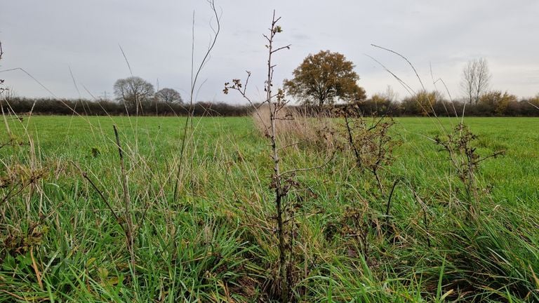 Een nieuw stukje heg (foto: Tom Berkers).