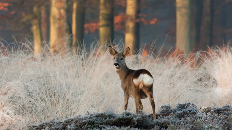 (Foto: Natuurmonumenten - Evert Veenendaal).