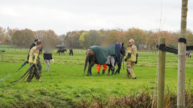 Paard komt terecht in sloot (foto: Jeroen Stuve / Persbureau Heitink)
