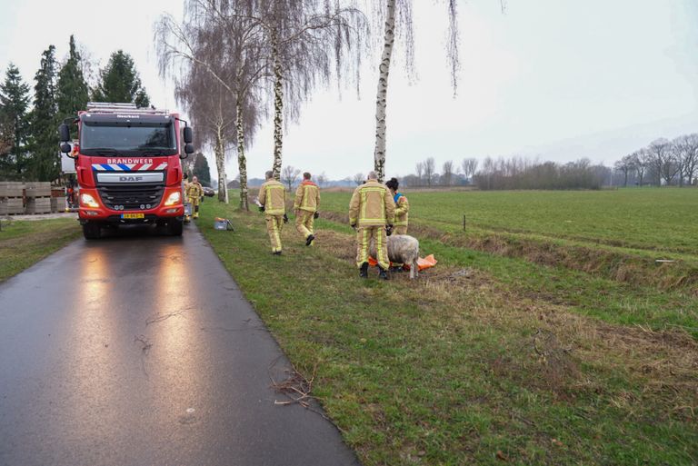 Het schaap is terug naar de kudde gebracht (foto: Harrie Grijseels/SQ Vision).