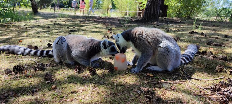 Smikkelen (foto:Beekse Bergen/Mariska Vermij - van Dijk.)