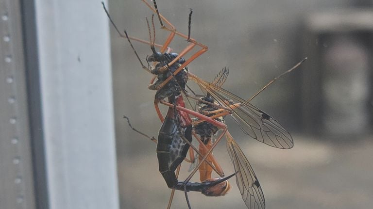De paring van de  zwarte houtlangpoot (foto: Gaby Donders).