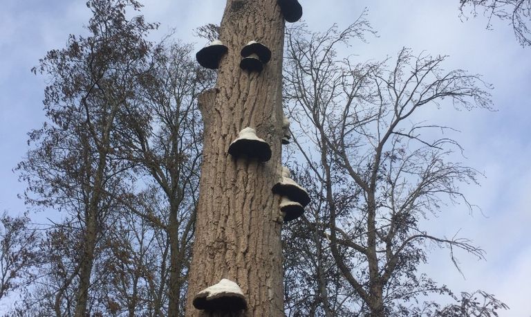 Veel tonderzwammen op een dode stam (foto: Esther van Nispen).