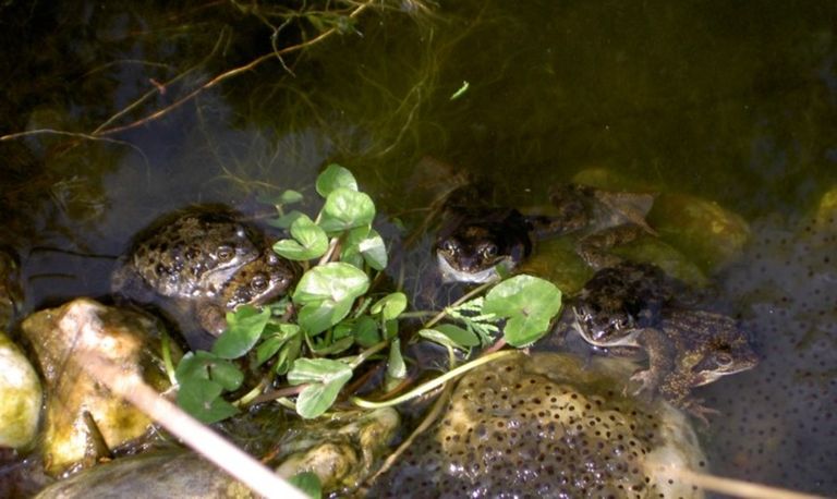 Kikkereitjes van de bruine kikker en de bewakers liggen er parend bij (foto: Adri Klaassen).