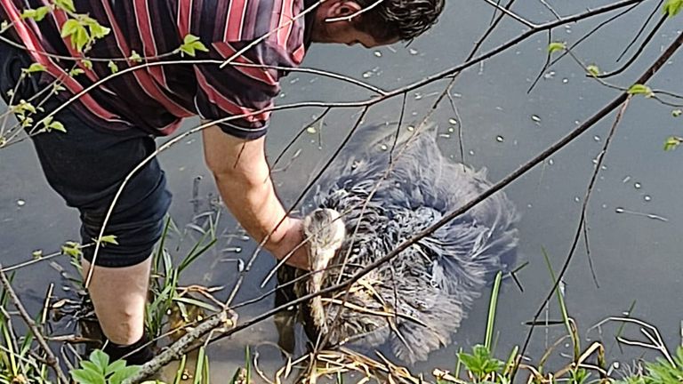 De uitgeputte nandoe wordt ondersteund (foto: Dierenambulance).