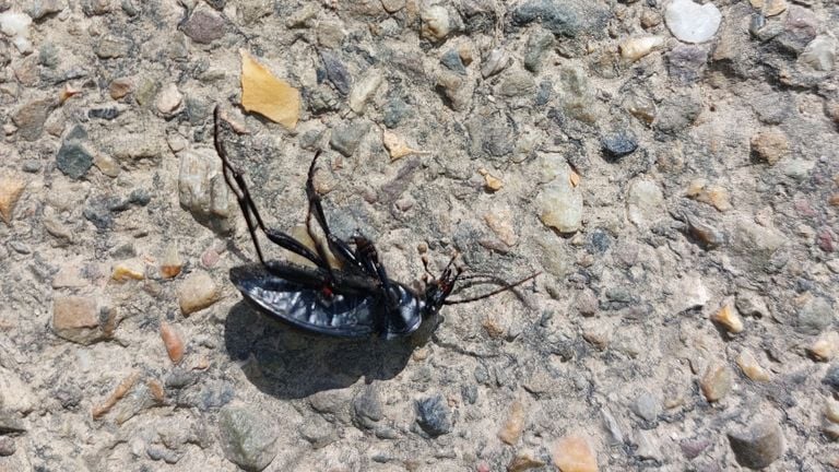 Een blauwzwarte schallebijter of lederschallebijter (foto: Angélique Goedhart).