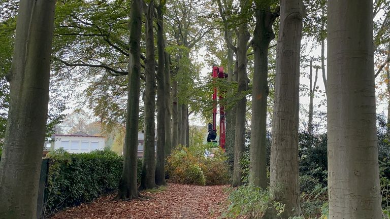 Enkele bomen werden flink teruggesnoeid (foto: Robert te Veele).