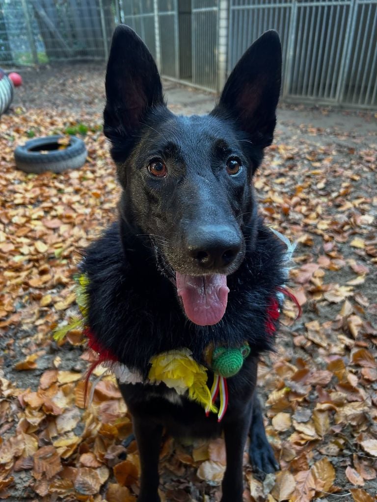 Foto Instagram DierentehuFoto: Instagram Dierentehuis 's-Hertogenbosch.is 's-Hertogenbosch 