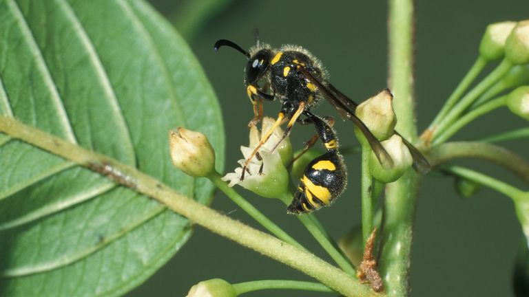 Een vrouwtje van de urntjeswesp (foto: Saxifraga/Frits Bink).