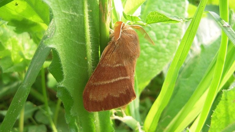 De vlinder van de veelvraat (foto: Saxifraga/Al Vrezec).