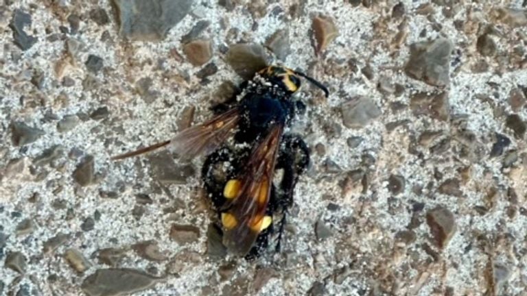 Een reuzendolkwesp, helaas dood, gevonden op het strand in Cala d’Or Mallorca (foto: Anouk de Louw).